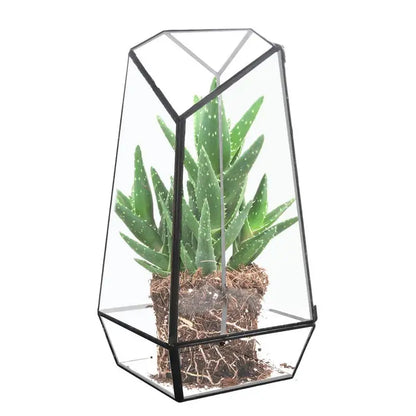 Succulent Terrarium Modern Handmade Glass Planter Pot With Door 25cm Handmade Glass Planter Pot Small Geometric Terrarium